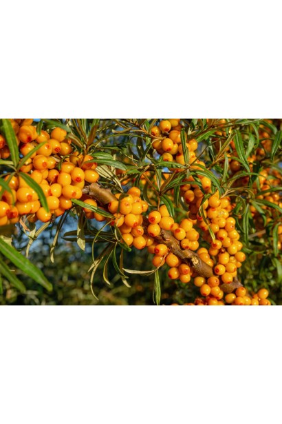 Обліпиха звичайна Чуйська Солодка